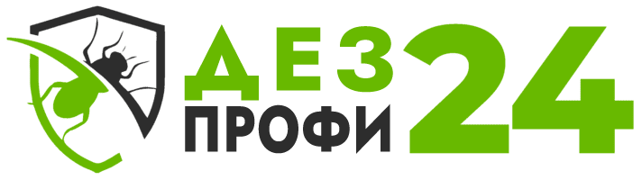 dezprofi24